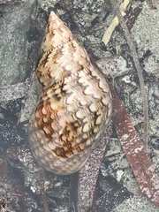 Phasianella australis