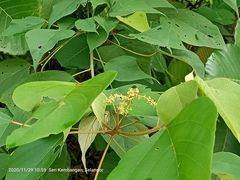 Mallotus paniculatus