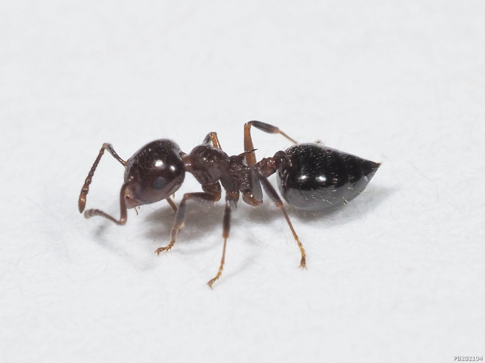 Crematogaster lineolata