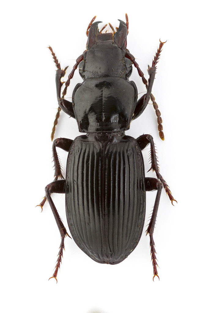 Pterostichus rostratus