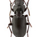 Pterostichus rostratus - Photo (c) Pierrick Bloin, some rights reserved (CC BY-NC), uploaded by Pierrick Bloin