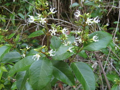 Ichnocarpus frutescens