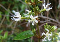 Ichnocarpus frutescens