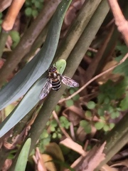 Betasyrphus serarius