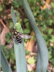 Betasyrphus serarius