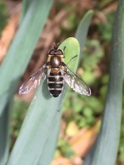 Betasyrphus serarius