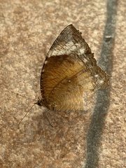 Elymnias hypermnestra