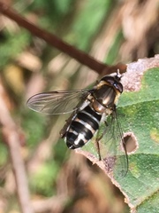 Betasyrphus serarius
