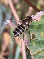 Betasyrphus serarius