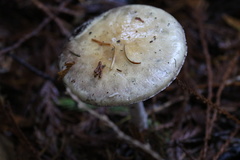 Cortinarius salor
