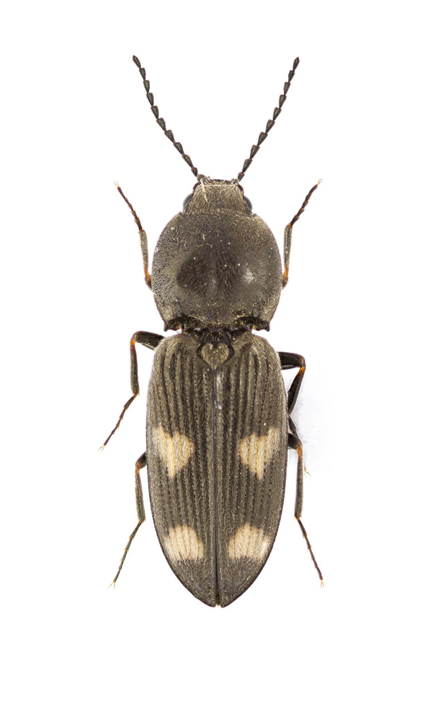 Paracardiophorus