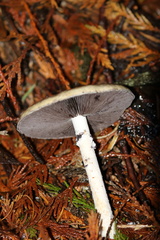 Cortinarius salor