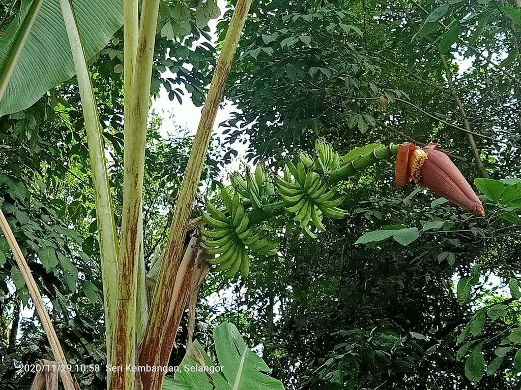 Cavendish banana