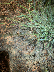 Pygopus schraderi