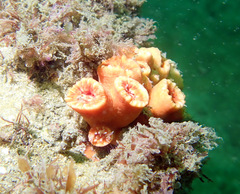 Australopsammia aurea