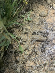 Pygopus schraderi