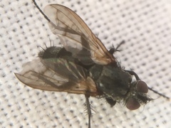 Rhinophoridae