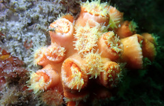 Australopsammia aurea