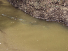 Characiformes