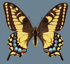 Papilio machaon bairdii