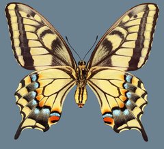 Papilio machaon bairdii