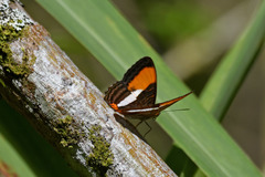 Adelpha cytherea