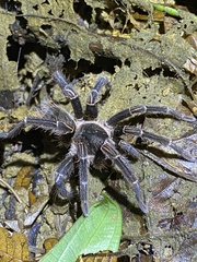 Cyrtopholis portoricae