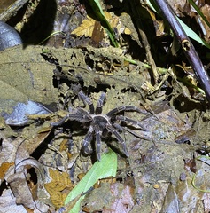 Cyrtopholis portoricae