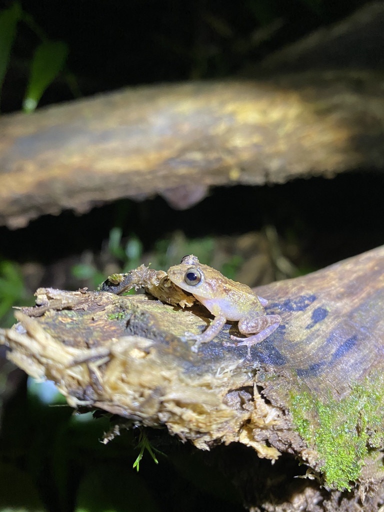 Locust Coqui