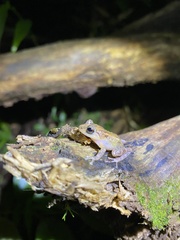 Eleutherodactylus locustus
