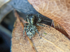 Mexigonus morosus