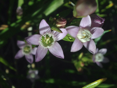 Gentianella amarella acuta