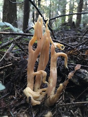 Ramaria sandaracina