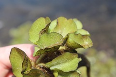 Salvinia auriculata
