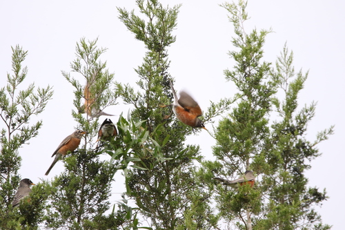 Turdus migratorius image