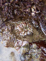 Bunodosoma cavernatum