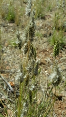 Enneapogon nigricans