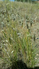 Enneapogon nigricans