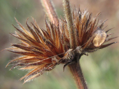 Lespedeza tomentosa