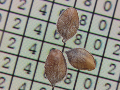 Lespedeza tomentosa