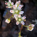 Saxifraga bronchialis vespertina - Photo (c) Adam Schneider, some rights reserved (CC BY-NC), uploaded by Adam Schneider