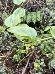 Smilax melastomifolia