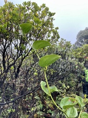 Smilax melastomifolia
