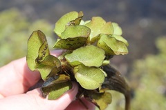 Salvinia auriculata