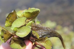 Salvinia auriculata