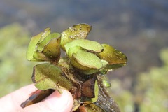 Salvinia auriculata