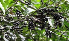 Helicia australasica