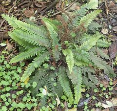 Blechnum chambersii