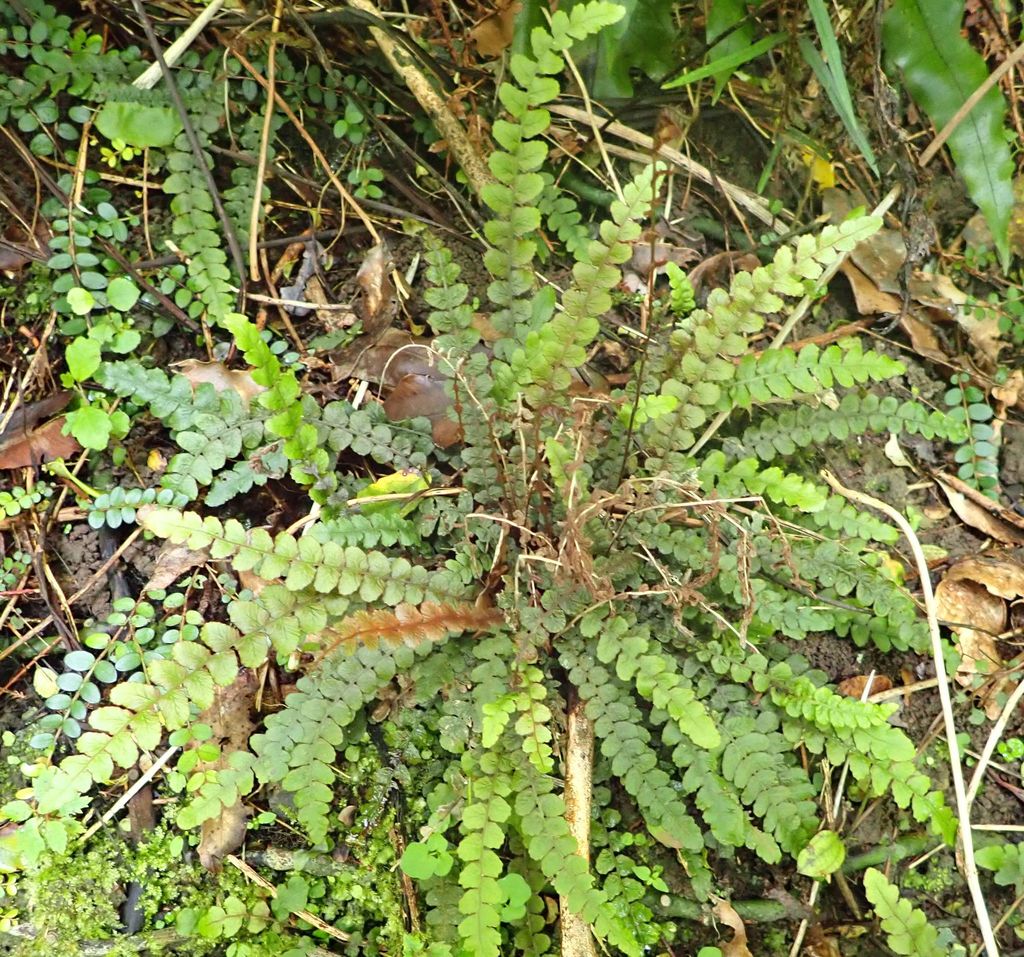 Austroblechnum membranaceum