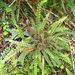 Austroblechnum membranaceum - Photo (c) John Steel, some rights reserved (CC BY), uploaded by John Steel